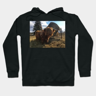 Scottish Highland Cattle Cow 2369 Hoodie